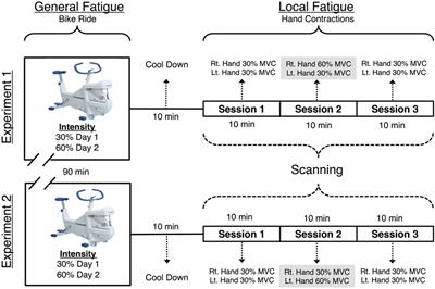 Cortical Substrate of Supraspinal Fatigue following Exhaustive Aerobic Exercise Localizes to a Large Cluster in the Anterior Premotor Cortex